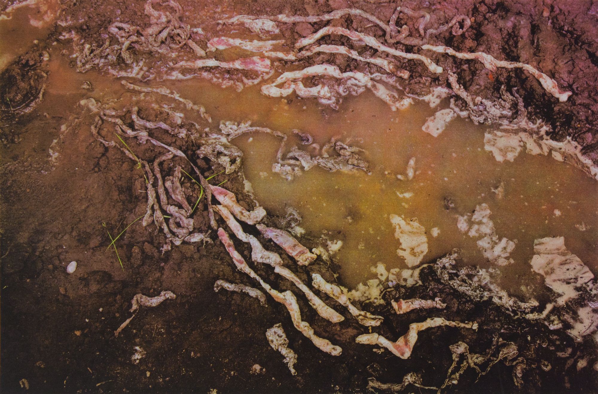 Meat, Mud and Water III